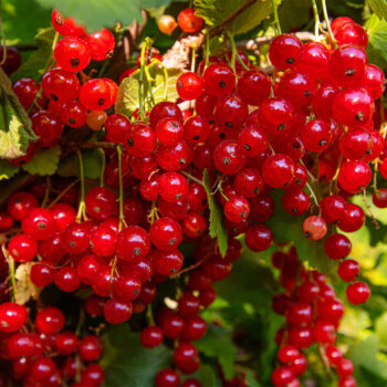 Ribes
